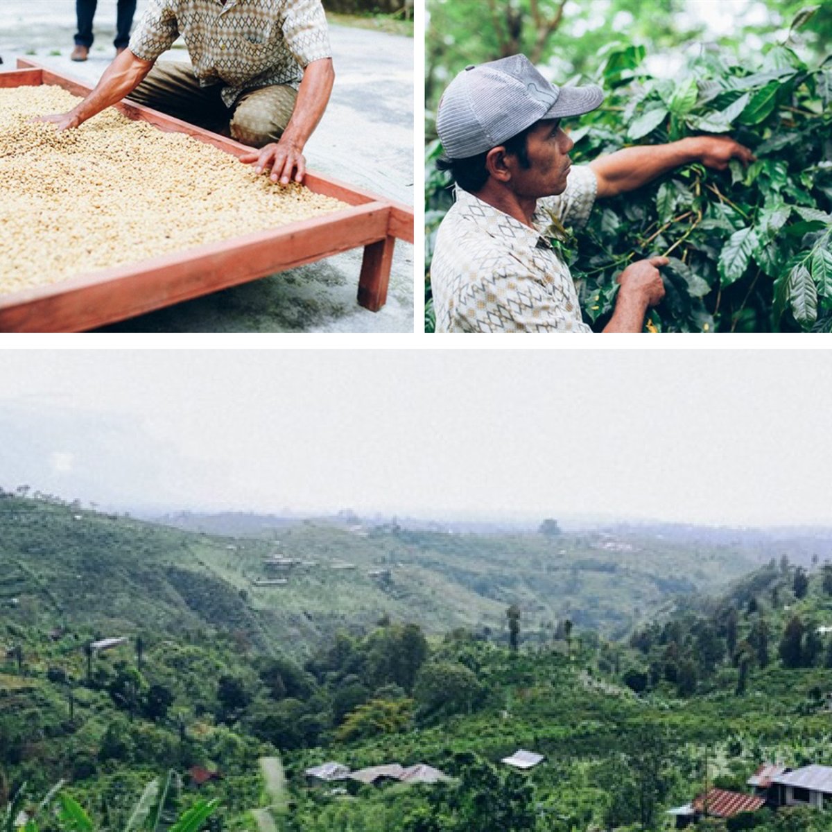 noblecoffee's tweet photo. Coffee Review scored our Balinese ‘Kintamani at 92 points! It has notes of strawberry, rhubarb, clove, and cedar - and a big body, but also has some beautifully delicate characteristics.

Order &amp; learn here: https://t.co/XwoC3kmFRi

Coffee Review article: https://t.co/iHv9vZaSeD https://t.co/EH3Z8aMECi