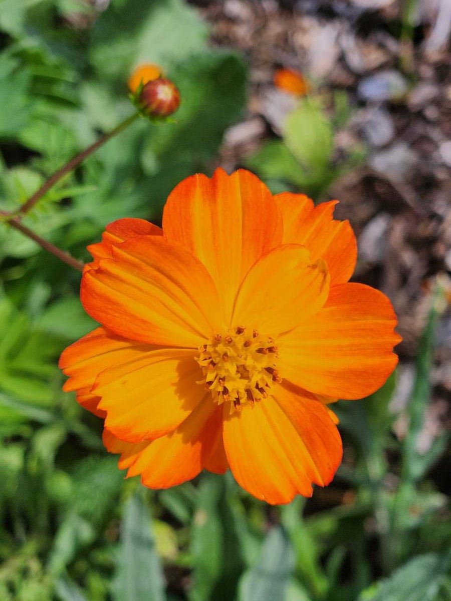 Had to do a quick share of my wildflowers…one of the few flower mixes that do well in the Florida sun …I’ll be mixing in store bought Vincas, Pentas and some Sedum and maybe perennial sunflowers 🌻 
#floridagardening #wildflower #cosmos #zinnia #seeds