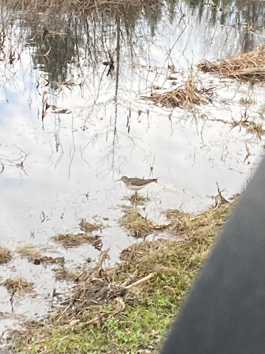Happy #WorldMigratoryBirdDay2023! Here at UNDERC we’re welcoming our spring migrants such as Ovenbirds, Black-throated Green Warblers, Black and White Warblers, Rose-breasted Grosbeaks and even this Solitary Sandpiper that was spotted a few days ago.