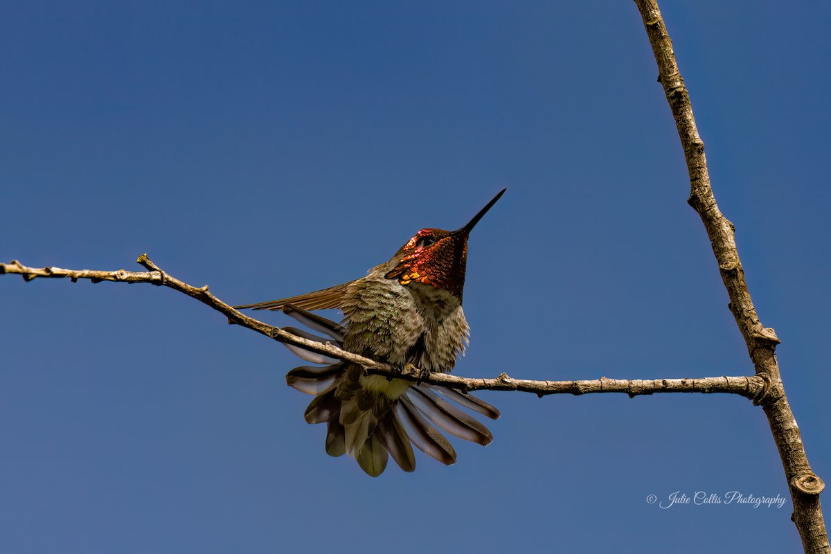 Julie Collis tweet media