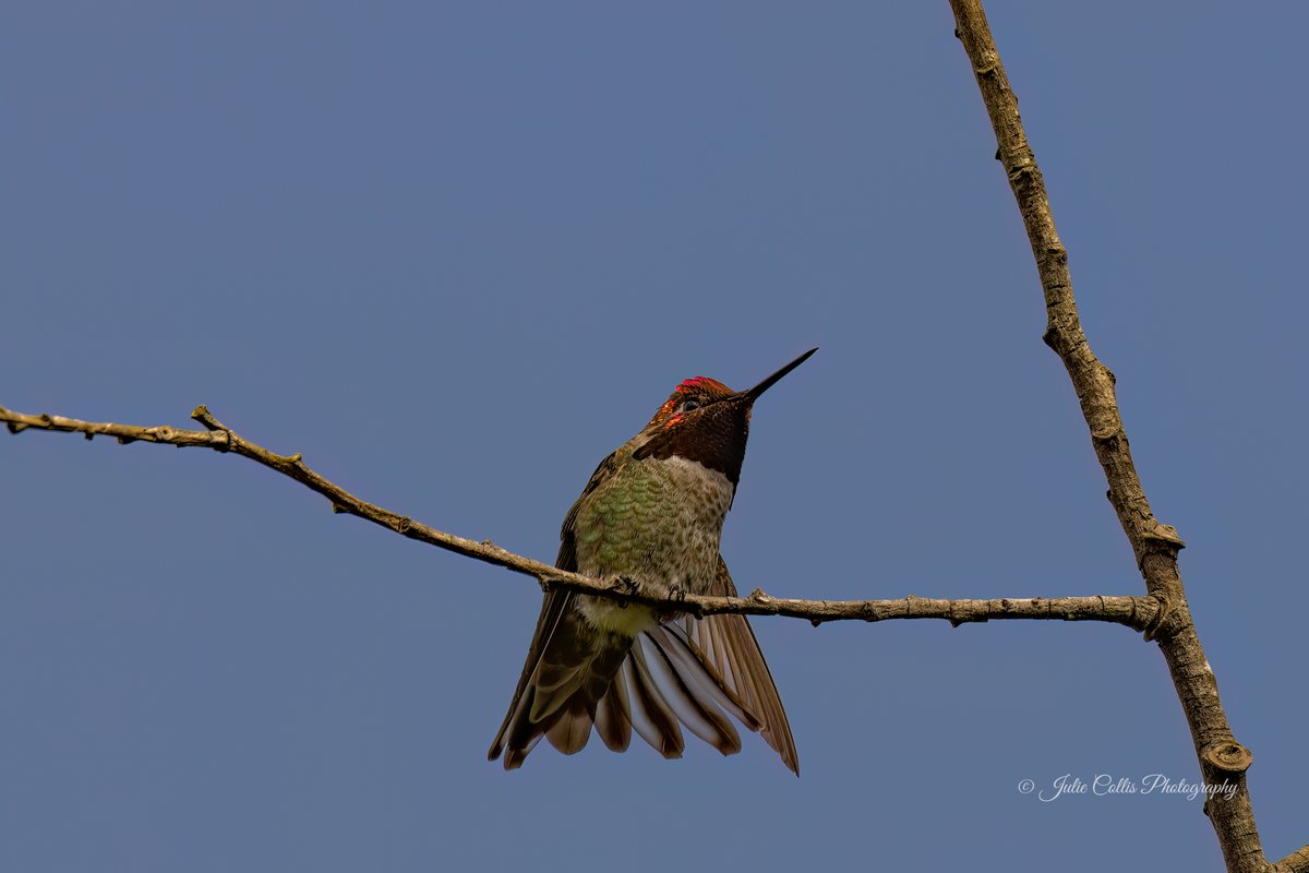 Julie Collis tweet media