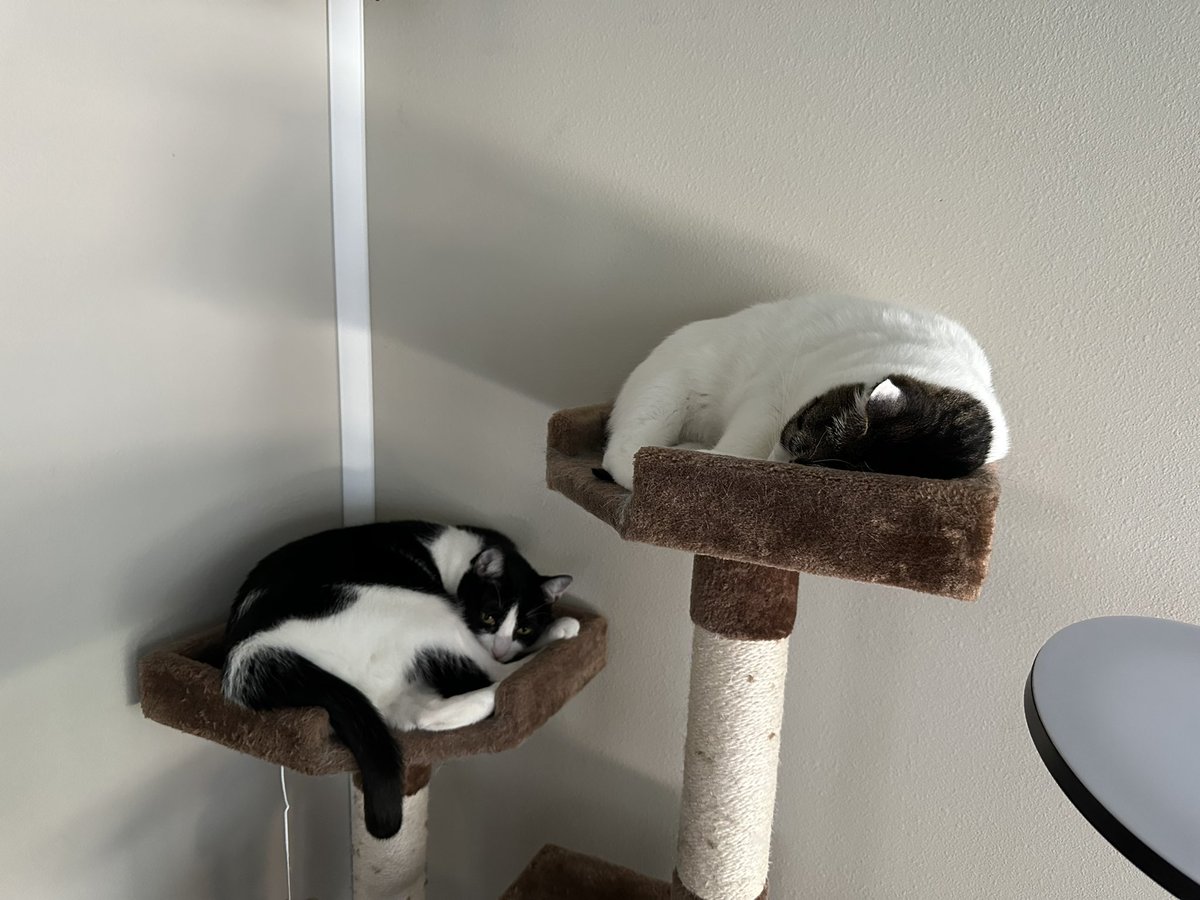 meepsandsqueeky's tweet photo. Lazy day. #CatsOfTwitter https://t.co/QoAB5lrnKk