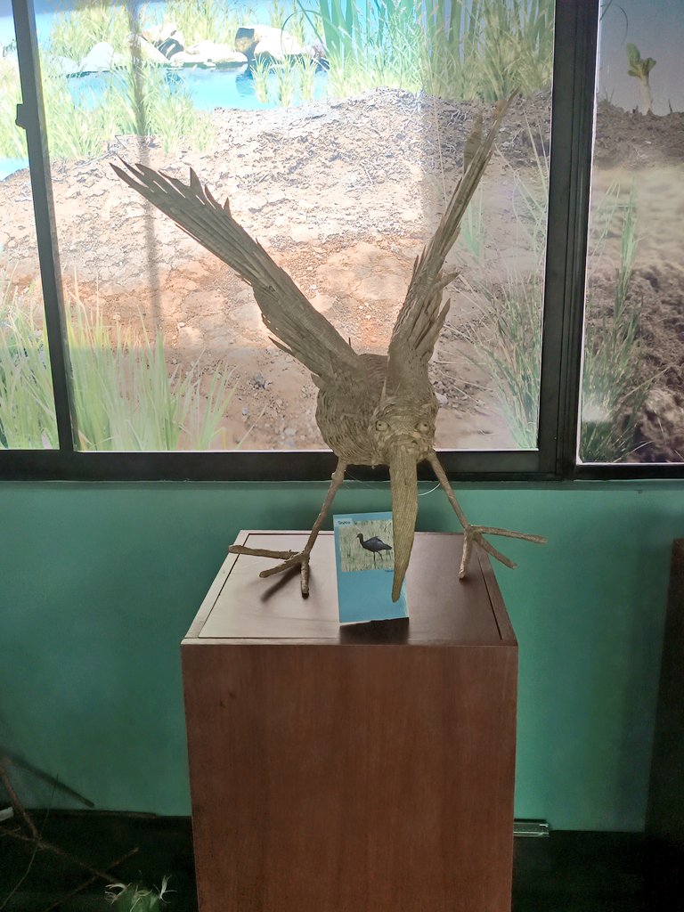 tanlogico's tweet photo. Fauna del Lago Titicaca en reproducción de totora. 
Un Ibis, peces, vizcachas y rana. https://t.co/2zduCKGqIT