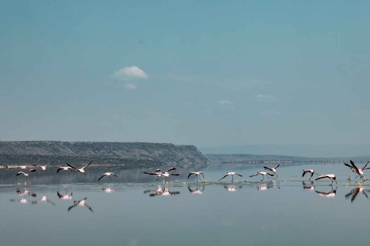 Lesser #Flamingos #flying over #lake, #Kenya
.
.
.
#LesserFlamingos
#AfricanFlamingos
#KenyaWildlife
#KenyaBirds
#KenyaFlamingos
#TravelKenya
#flamboyance
#ColorfulBirds
#AfricanWildlife
#KenyaLake

#Savanna #Safari #aviation #Ornithology #Wildbird #Birding #BirdHabitat #English