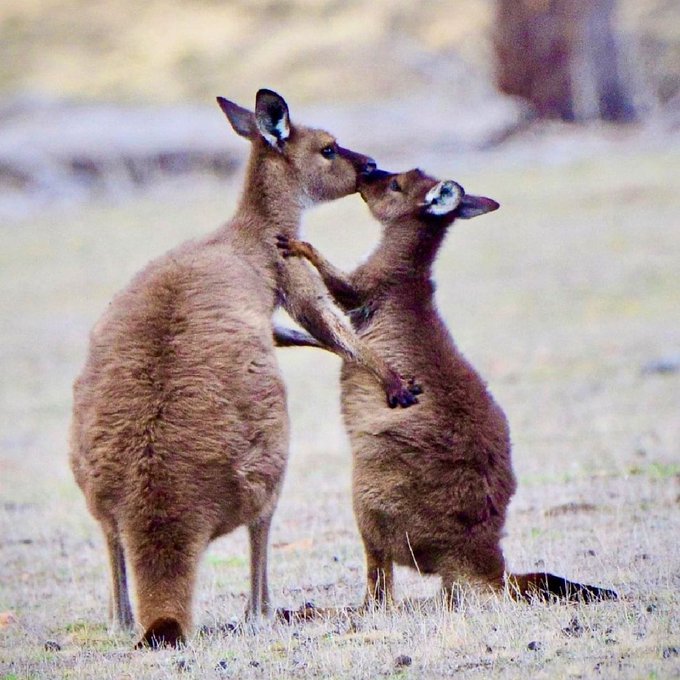 Sending love to all the mums this #MothersDay! 😘💕&nbsp;  These cuties on @southaustralia's @discoverKI&nbsp;sure<a href="/tag/mothersday"class="tags">#MothersDay</a><a href="/tag/australia"class="tags"><span>#australia</span></a><a href="/tag/seeaustralia"class="tags"><span>#seeaustralia</span></a><a href="/tag/comeandsaygday"class="tags"><span>#comeandsaygday</span></a><a href="/tag/kan"class="tags"><span>#kan</span></a>