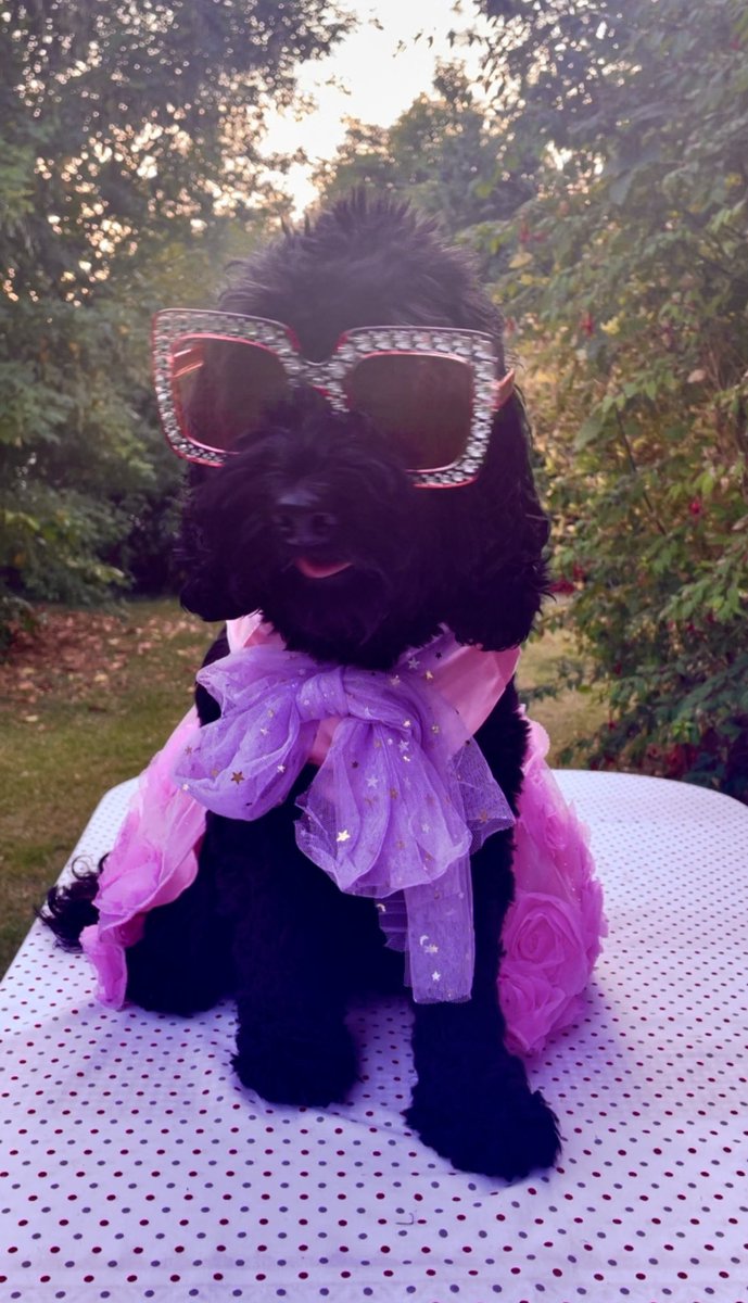 harry_qft's tweet photo. @bbceurovision Lola is loving the Eurovision pawty 🎉🇺🇦 🎼 🎙️ 🇬🇧 
She made a special effort 💃 

#Eurovision https://t.co/7iOCjhjpz8