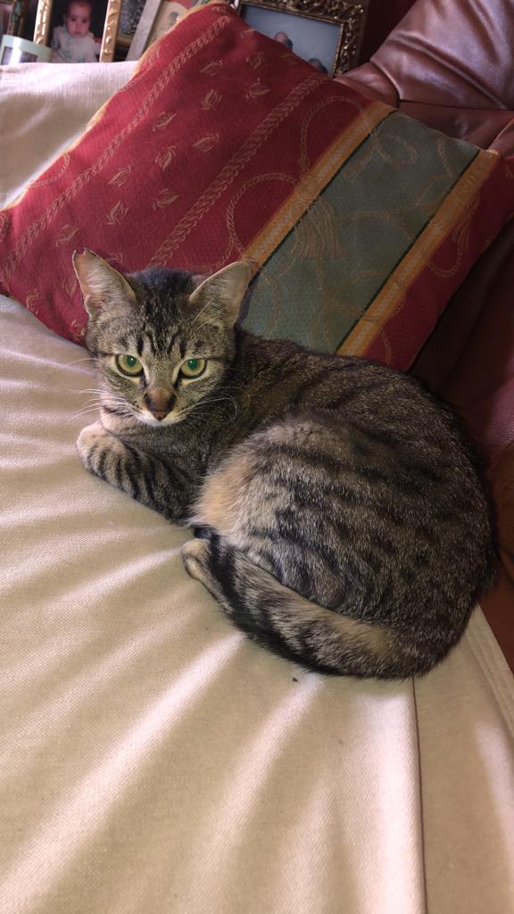 SilviaMylo's tweet photo. Rayitas tiene solo 7 meses
Fue a la puerta de una mujer que tiene acogidos gatos enfermos y la tiene que tener sola 😢 💔
Está sana y es muy bonita pero nadie pregunta por ella 😭
Morirá de pena sola en una habitación, siempre sola, es un cachorro 😢 💔
Ciudad Real
685 97 71 78 https://t.co/BwMvdqaRj8