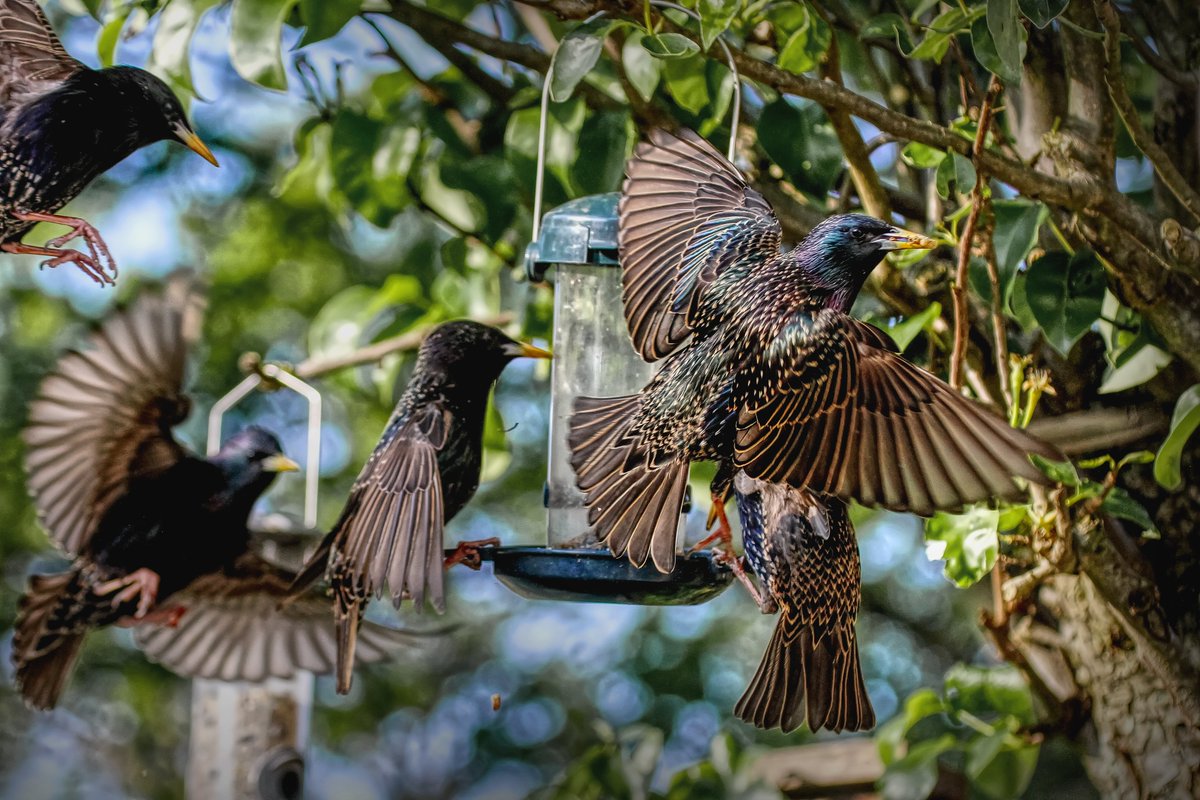 Starlings feeding on mealworms in the garden, Southampton today. @PhilippaDrewITV @BBCSpringwatch