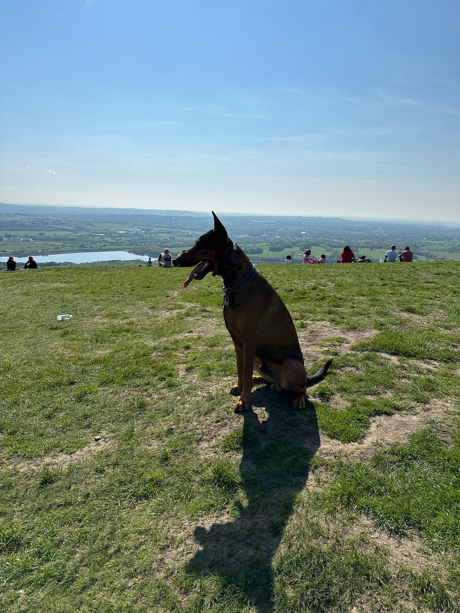 Dexterpup2's tweet photo. Hey frens I have had a great day. Walked like a good boy off my lead at the busy park today and got to climb the big hill. Dad says I  am a good boy #TeamMali #sunshine https://t.co/IipwzgZ41f