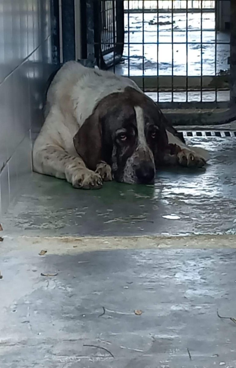 SilviaMylo's tweet photo. Batman sigue sin una miserable acogida por Jerez o cercanías para poder operarse y su rehabilitación 😢 💔
Si pudiéramos sentir una mínima parte del dolor de esta pobre criatura en sus huesos dentro de una inmunda jaula sucia..
Perrera de Jerez
652 22 11 78
699 73 13 30
🆘📢📢📢 https://t.co/50wervIN4v
