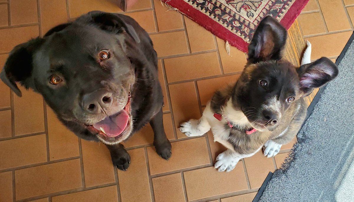 LivebbqkcMom's tweet photo. @bunsenbernerbmd Both shelter babies. 3 years old and 3 months old. https://t.co/0731CI0WiL