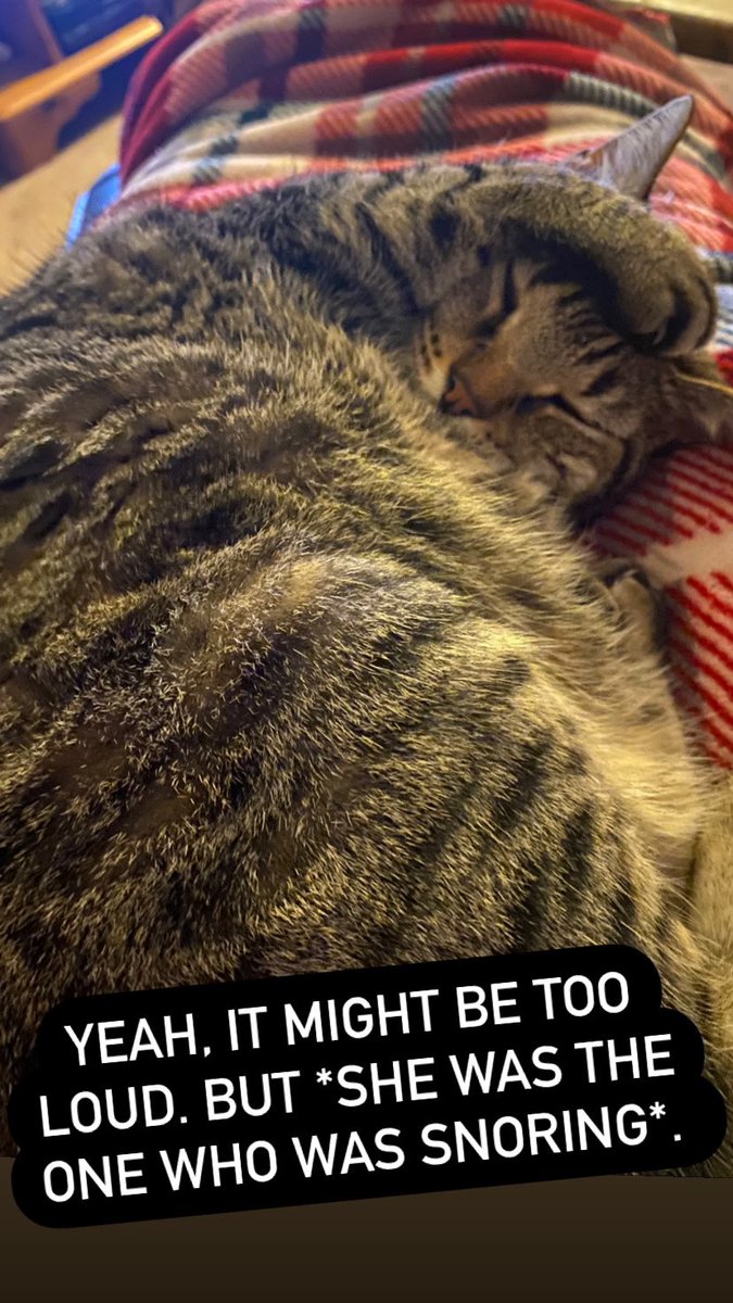 My (lovely, but) somewhat rude cat.