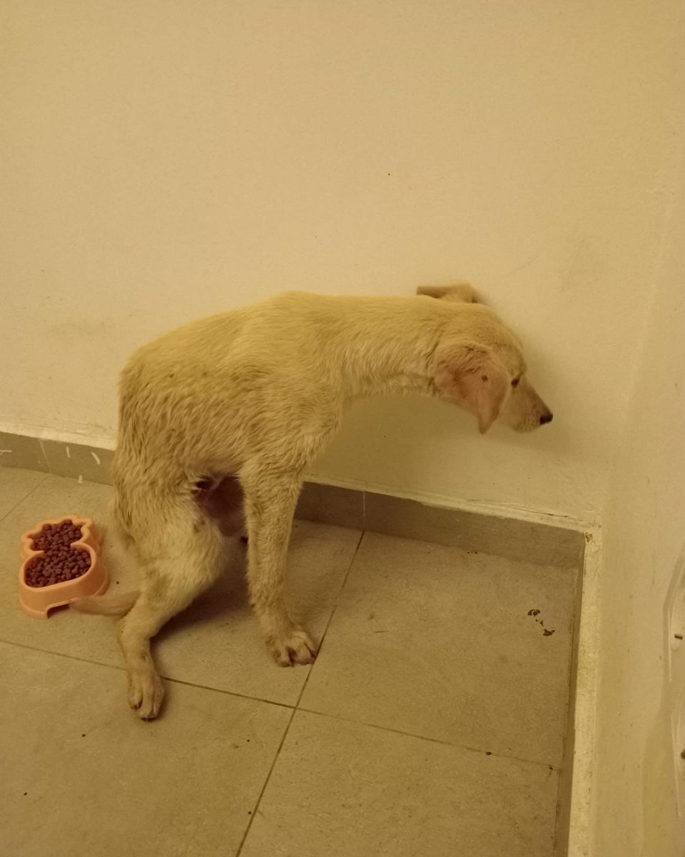 zllktlr's tweet photo. "Çok zor durumda bir çocuk ameliyat oldu tedavisine 25bin tl harcandı Klinikte  gidecek yeri yok  Sokakta yapamaz özel ilgi istiyor tedavi ettiren  arkadaş hamile çok çaresiz bir durumda bu çocuk Acil olarak korumaya alacak biri aranıyor @fundakucukhaysev https://t.co/nXCFl7w3Fp https://t.co/uV9fBLIJDg