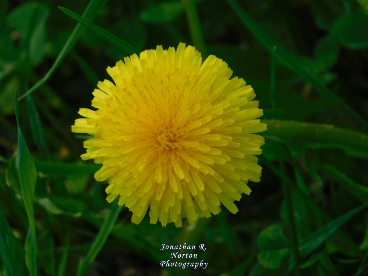 jnorton3299's tweet photo. Close up of Dandelions
.
.
.
#nikon #nikonphotography #nikoncoolpixb500 #flowerphotography #closeupphotography #bokeh #depthoffield #mainephotography #Maine #springphotography #springinMaine #dandelions #shadows
.
.
. https://t.co/UxUJmoZ7b6