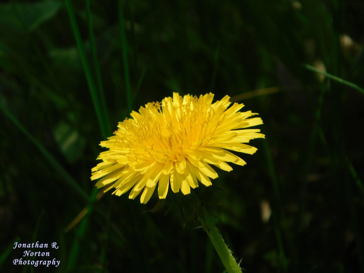 jnorton3299's tweet photo. Close up of Dandelions
.
.
.
#nikon #nikonphotography #nikoncoolpixb500 #flowerphotography #closeupphotography #bokeh #depthoffield #mainephotography #Maine #springphotography #springinMaine #dandelions #shadows
.
.
. https://t.co/UxUJmoZ7b6
