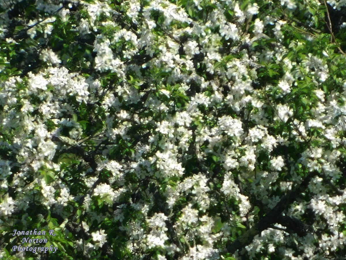 jnorton3299's tweet photo. Crabapple Tree and Crabapple Blossoms
.
.
.
#nikon #nikonphotography #nikoncoolpixb500 #depthoffield #closeupphotography #flowerphotography #landscapephotography #wideshot #springphotography #springinMaine #mainephotography #crabapple #tree
.
.
. https://t.co/cvGsKLsJAB