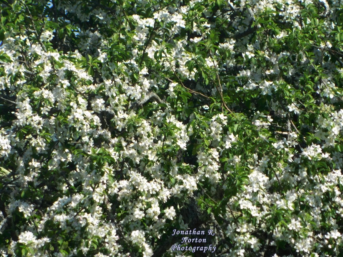 jnorton3299's tweet photo. Crabapple Tree and Crabapple Blossoms
.
.
.
#nikon #nikonphotography #nikoncoolpixb500 #depthoffield #closeupphotography #flowerphotography #landscapephotography #wideshot #springphotography #springinMaine #mainephotography #crabapple #tree
.
.
. https://t.co/cvGsKLsJAB