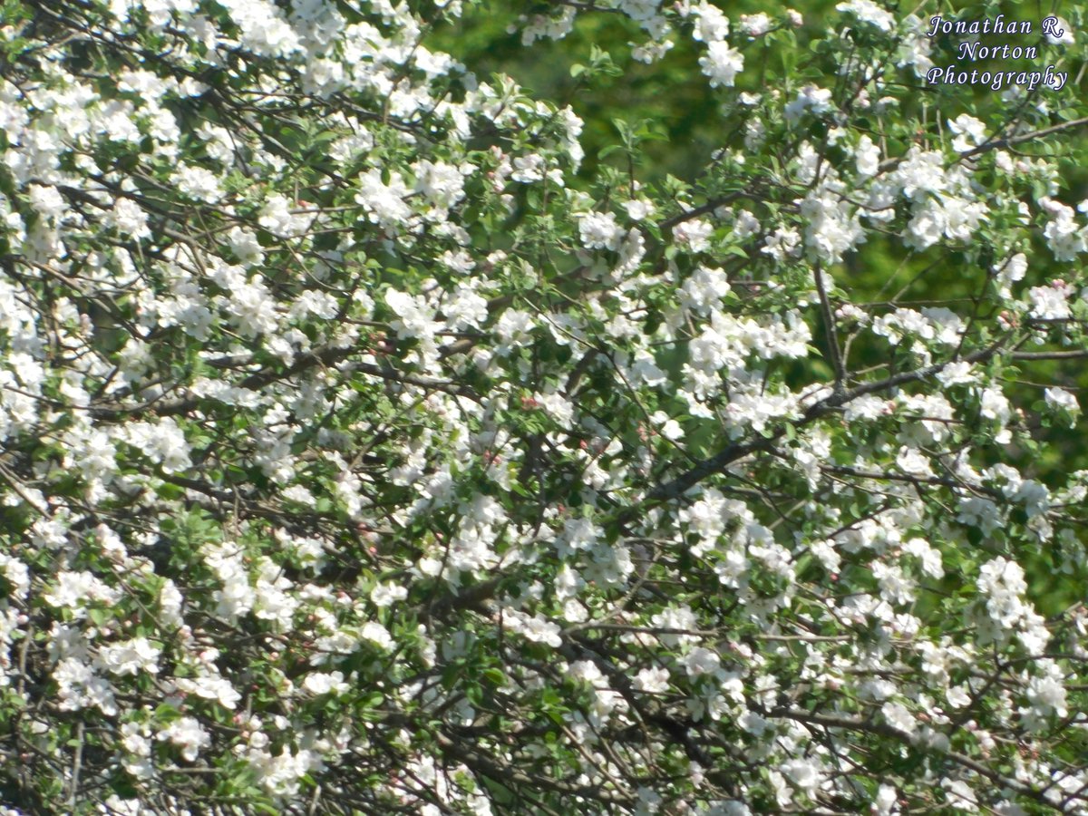 jnorton3299's tweet photo. Crabapple Tree and Crabapple Blossoms
.
.
.
#nikon #nikonphotography #nikoncoolpixb500 #depthoffield #closeupphotography #flowerphotography #landscapephotography #wideshot #springphotography #springinMaine #mainephotography #crabapple #tree
.
.
. https://t.co/cvGsKLsJAB