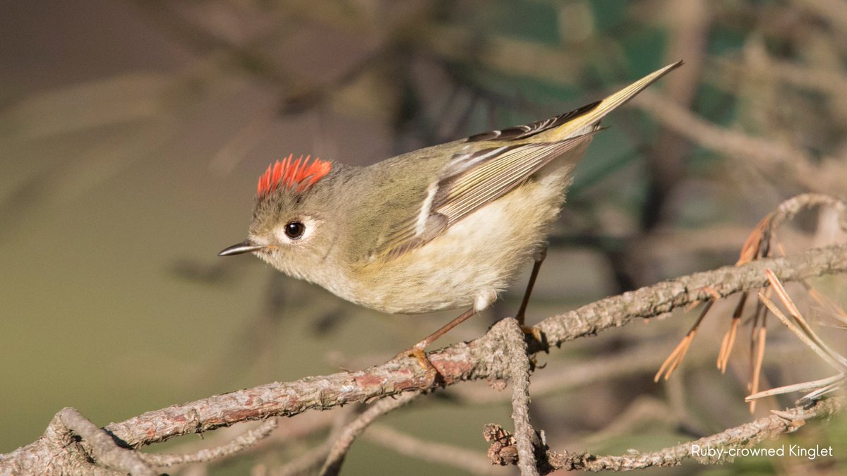 It’s #WorldMigratoryBirdDay2023! Celebrate migratory birds, like the Ruby-crowned Kinglet, known for their restless movements as they move through vegetation in search of food, depend on bodies of water to rest, feed, and refuel during migration. #LightsOutTexas #WaterForBirds