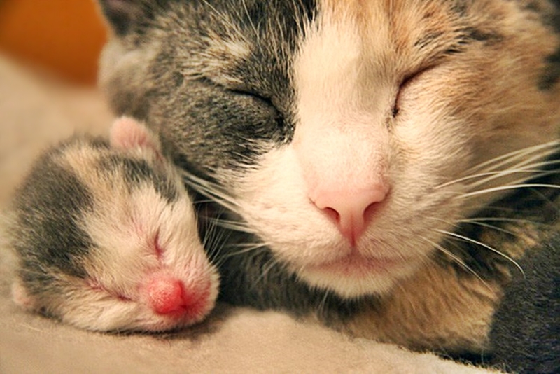 Havilah_V's tweet photo. #Caturday:
#MothersDay #HappyMothersDay #Mother #Mom #Mum #Mommy #Mummy #Mama #Momma #ThanksMom #ILoveMyMom #MotherLove #NumberOneMom #Family #Cat #Cats #CalicoCat https://t.co/c6N87SRvgH