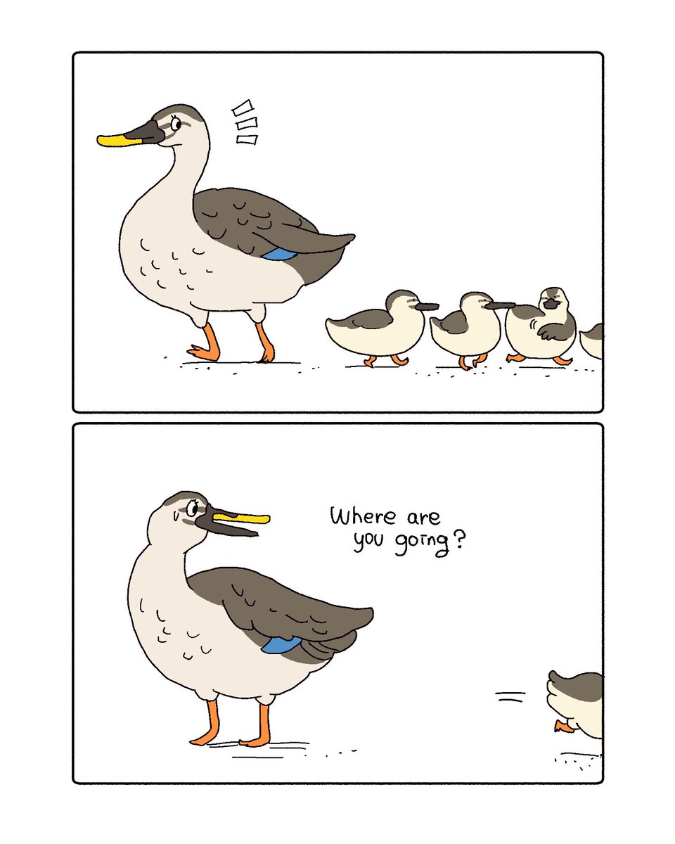 カルガモ親子が私の近所でも見かけるようになり、微笑ましいです💐
#母の日 https://t.co/F7zcQhntJQ