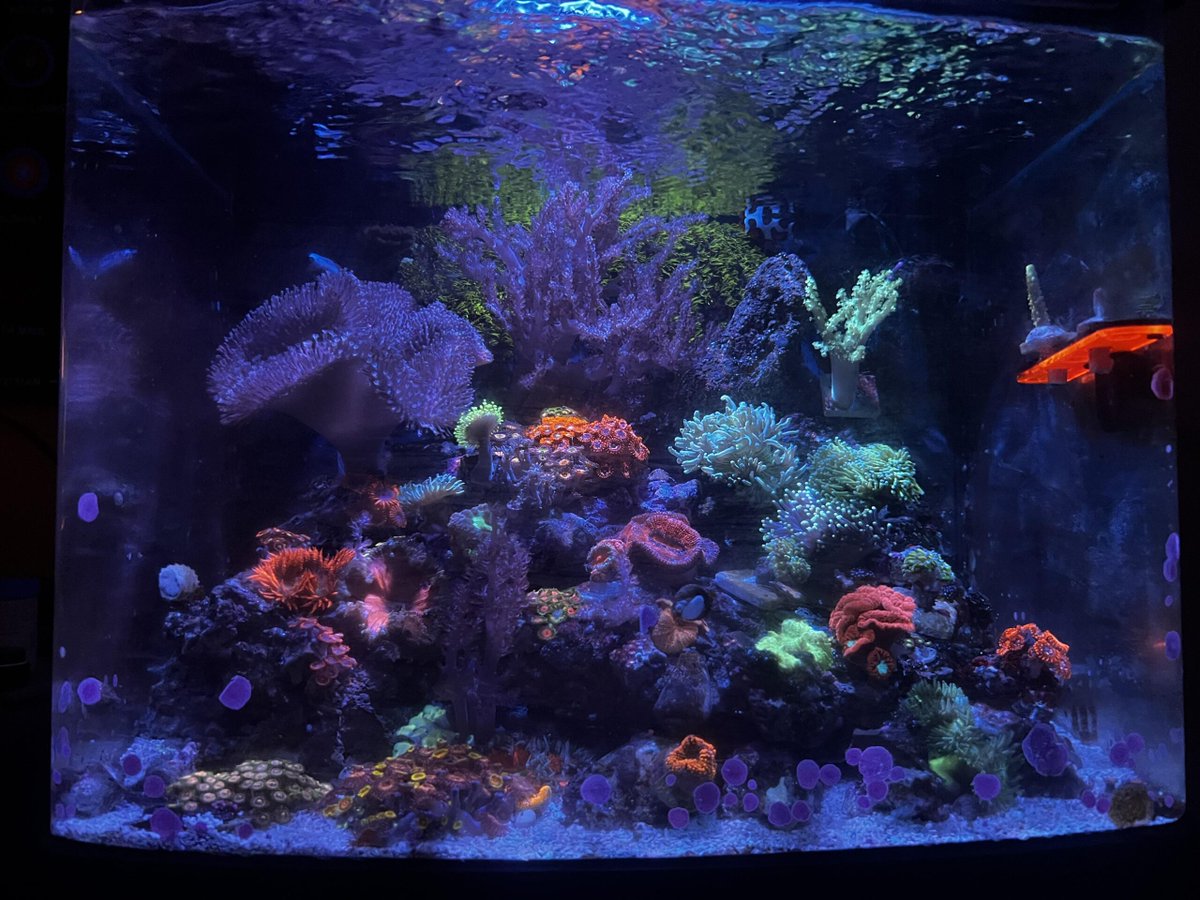 Aquariums: My Biocube :)

flakefood.com/412824/aquariu…