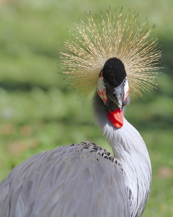 Noorwegen spant de kroon. #mooi #esf2023
