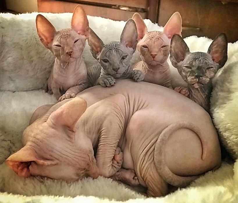 Havilah_V's tweet photo. #Caturday:
#MothersDay #HappyMothersDay #Mother #Mom #Mum #Mommy #Mummy #Mama #Momma #ThanksMom #ILoveMyMom #MotherLove #NumberOneMom #Family #Cat #Cats #SphynxCat #Kittens #SphynxKitten https://t.co/FQTv0KBj8R