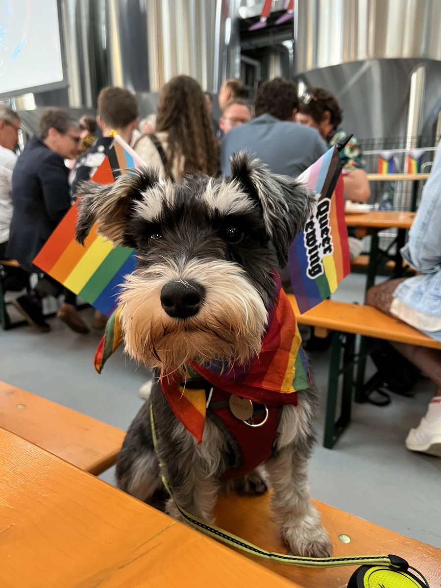 LilyWaite_'s tweet photo. Despite being the one straight member of the family, Pickle’s gay in spirit tonight https://t.co/fQN1mfHDvW