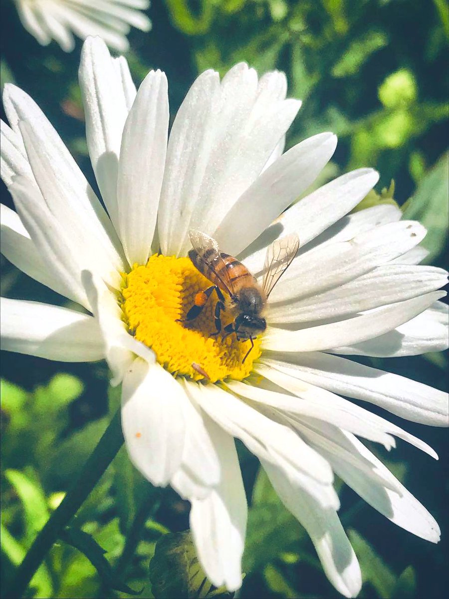 Ne_mu_ro's tweet photo. Daisy🌿🐝 https://t.co/jliU3MJt8b