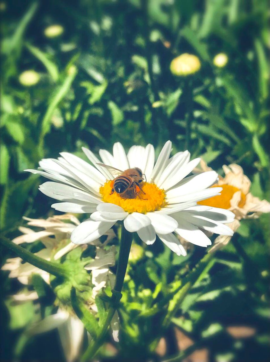 Ne_mu_ro's tweet photo. Daisy🌿🐝 https://t.co/jliU3MJt8b