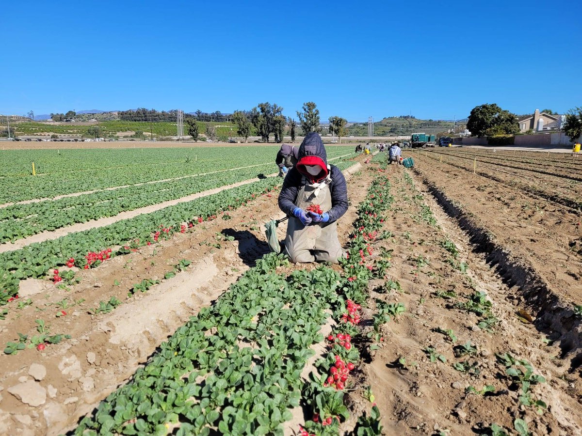 United Farm Workers on Twitter "For the last 13 years, Francisca has