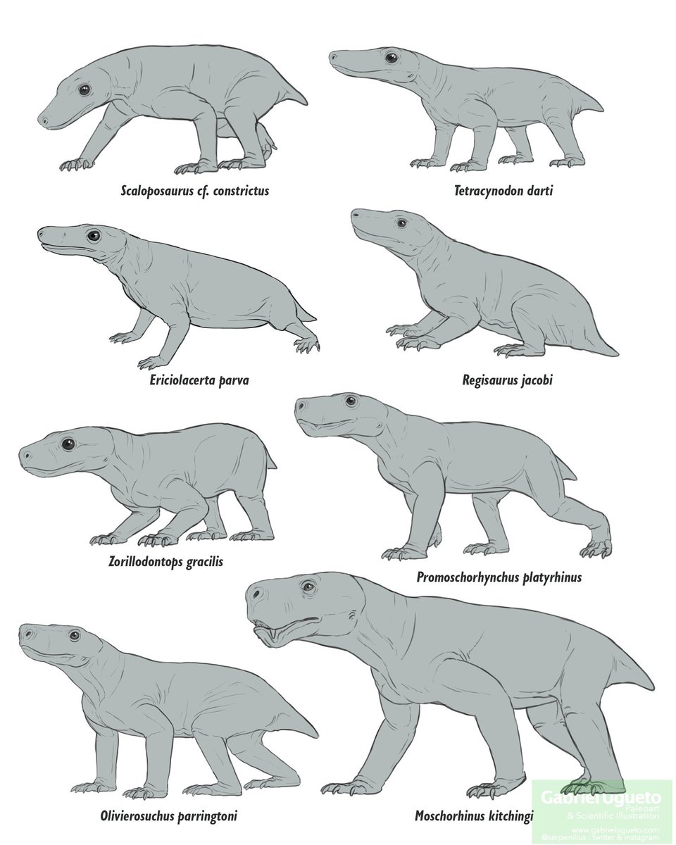 Gabriel N. U. tweet media