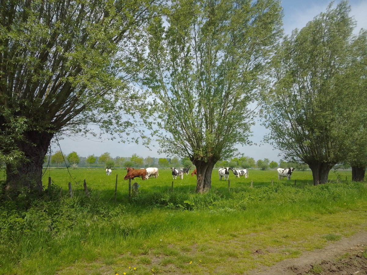 robertborek13's tweet photo. Z dzisiejszej wędrówki po okolicach #Brugge (#Belgia). Piękna soczysta zieleń i majowe ukwiecone #łąki. Większość wypasana... Mnóstwo świetnie oznakowanych #szlaków spacerowych nie wspominając o rowerowych. https://t.co/eldsp0q37e