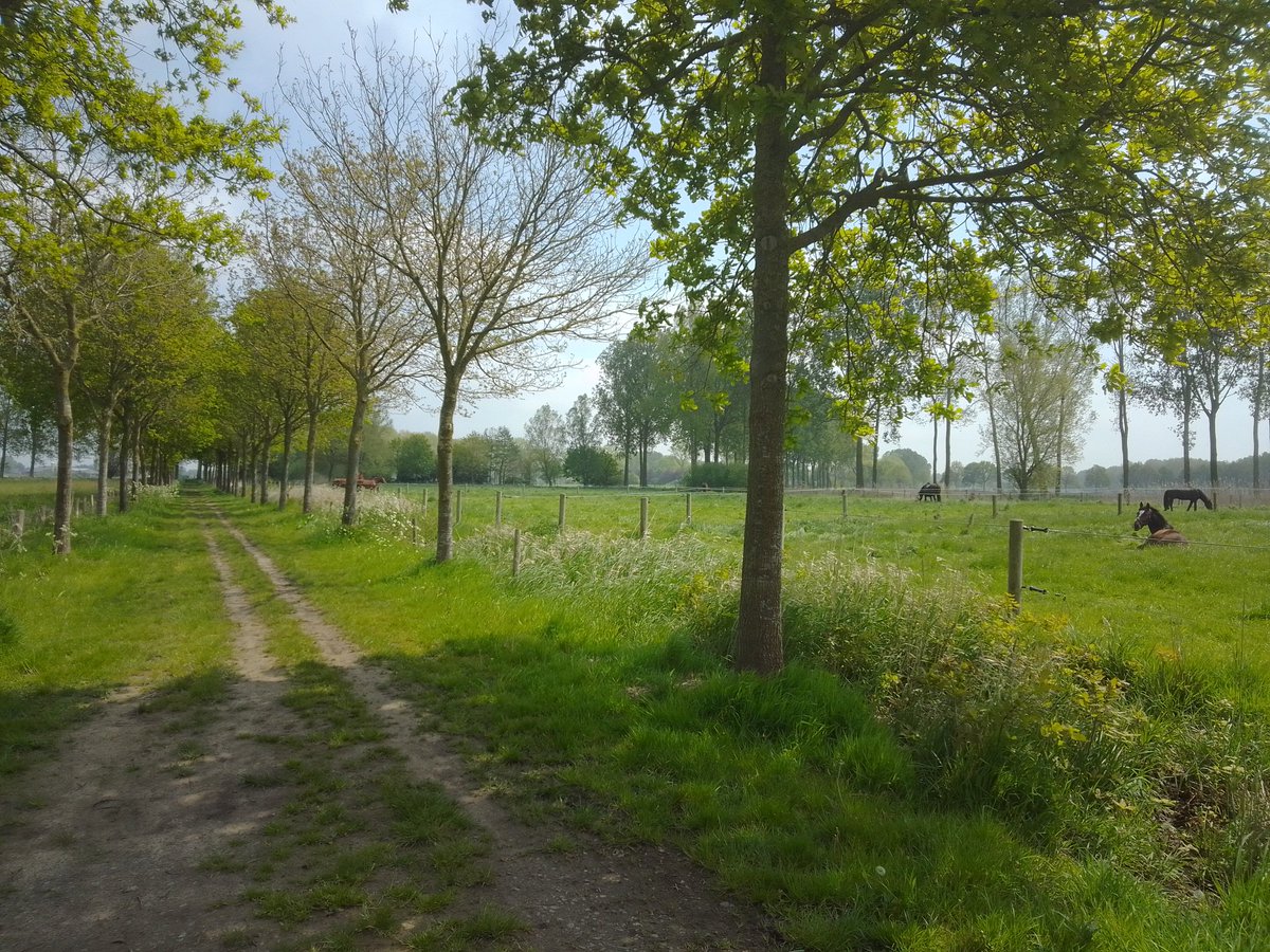 robertborek13's tweet photo. Z dzisiejszej wędrówki po okolicach #Brugge (#Belgia). Piękna soczysta zieleń i majowe ukwiecone #łąki. Większość wypasana... Mnóstwo świetnie oznakowanych #szlaków spacerowych nie wspominając o rowerowych. https://t.co/eldsp0q37e