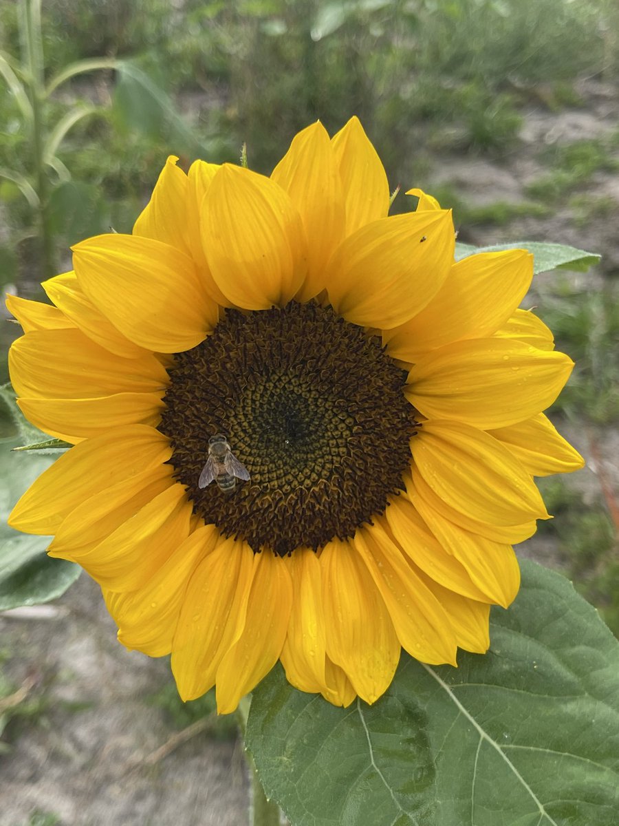 OffCourseNomad's tweet image. Time Line Cleanse