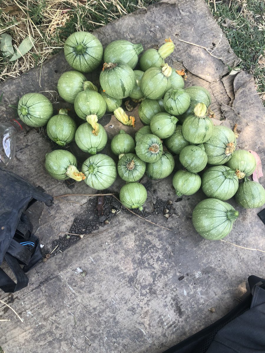 Rodrigo54441909's tweet photo. Está satisfacción y sensación no la cambio por nada y hoy toda mi familia en la mesa de mi casa las disfrutaron tanto al probarlas 🧑🏾‍🌾❤️‍🩹 https://t.co/Xyz9kt8DZ0