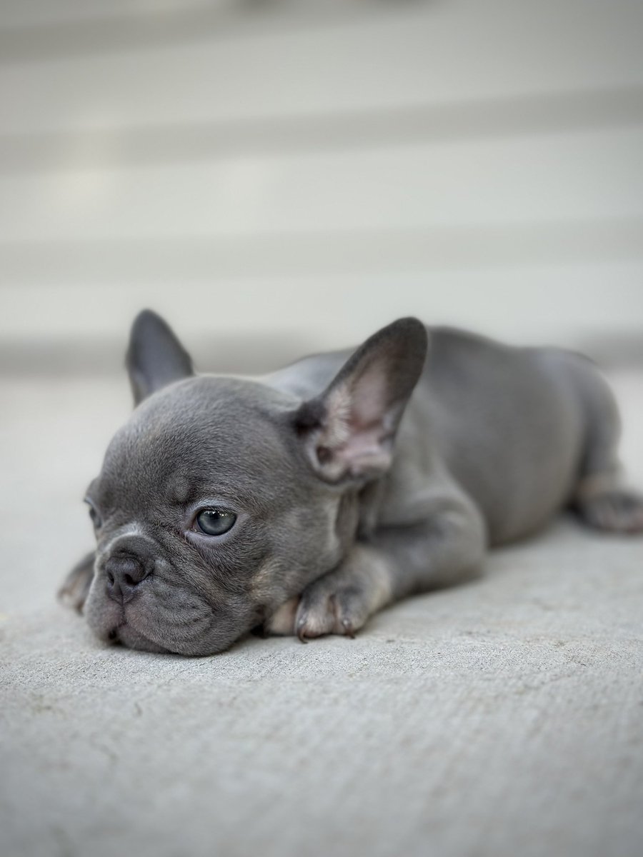 D_Hackk's tweet photo. Let’s win together 
#frenchbulldog #frenchies #puppy #frenchie #puppies #fluffyfrenchie #isabellafrenchie #houston #louisiana https://t.co/ORWlefpm1b