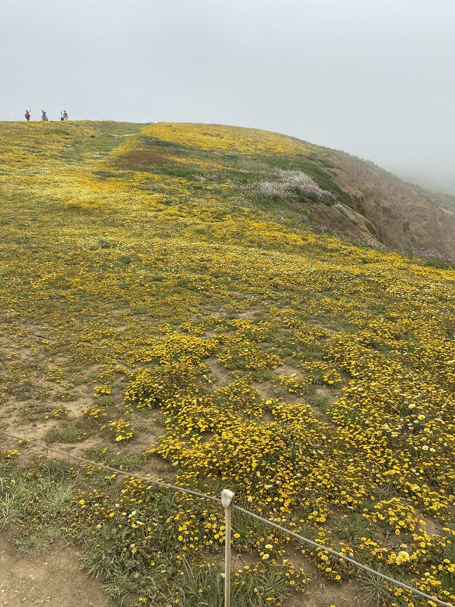 SharonKPIX's tweet photo. The place to be: Lots of car traffic in Pacifica coast as crowds head to #MoriPoint to catch carpets of blooms. Beautiful hike for #MothersDay2023 weekend @KPIXtv https://t.co/pMg0S3TcBF