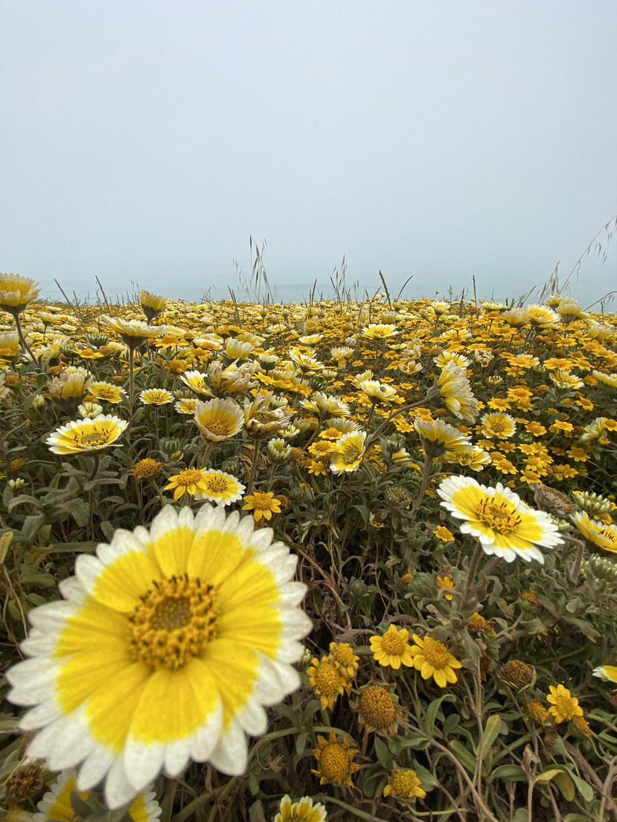 SharonKPIX's tweet photo. The place to be: Lots of car traffic in Pacifica coast as crowds head to #MoriPoint to catch carpets of blooms. Beautiful hike for #MothersDay2023 weekend @KPIXtv https://t.co/pMg0S3TcBF