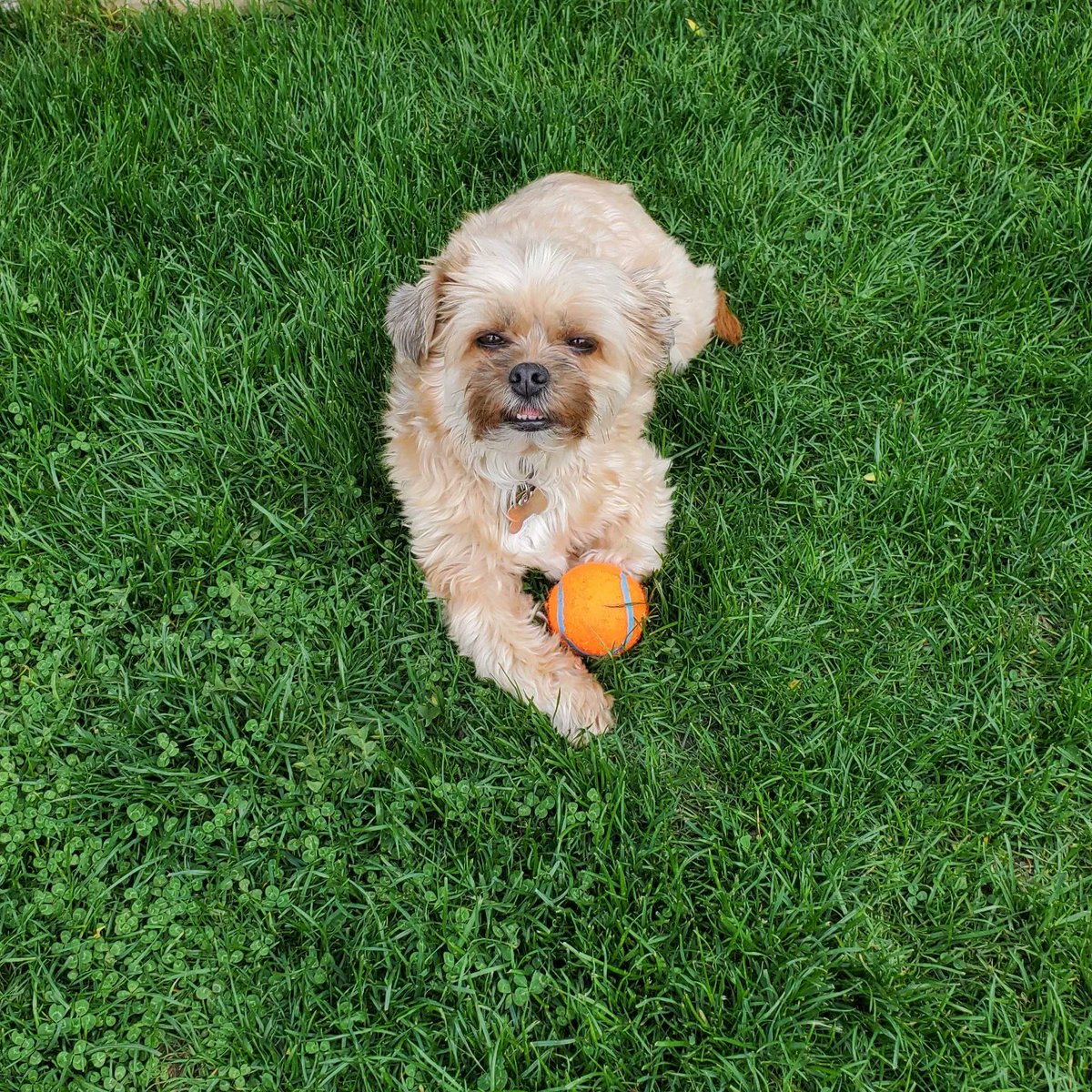 Larry in his happy place. It has been a long winter. #Saturday #SaturdayMood #weekend #weekendvibes #sunshine #DogLover #DogsofTwittter #DogLife #dogmom #cute #furbaby #shorkie