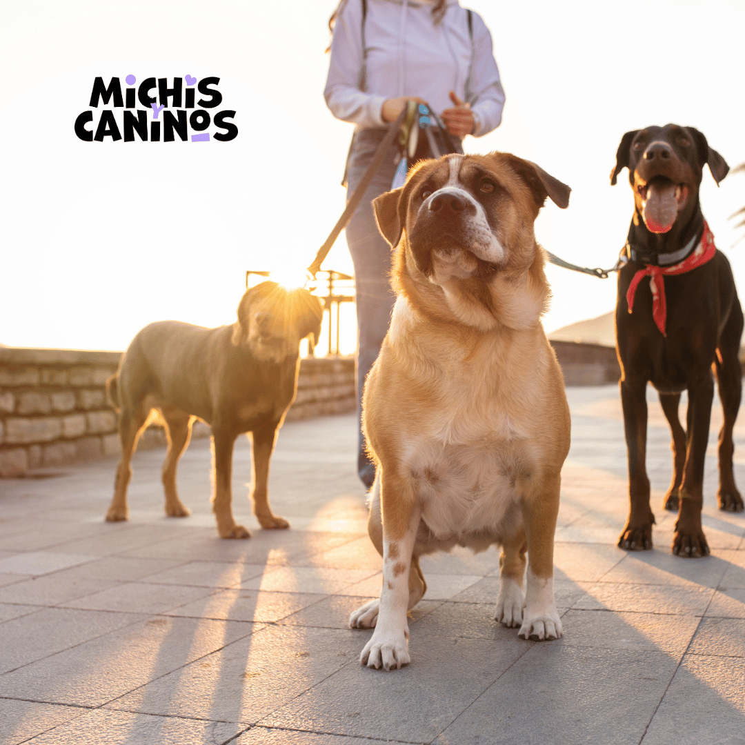 Michisycaninos's tweet photo. 🐶🏃‍♀️ Mantén sano a tu cachorro haciendo ejercicio. 
Correr es una gran opción, pero asegúrate de consultar primero con tu veterinario sobre su estado físico. 💪 
Correr le ayudará a sacar toda esa energía acumulada y estará más tranquilo
🐾 #PuppyLove #PetExercise #Playtime https://t.co/uw1tZY9Cf6