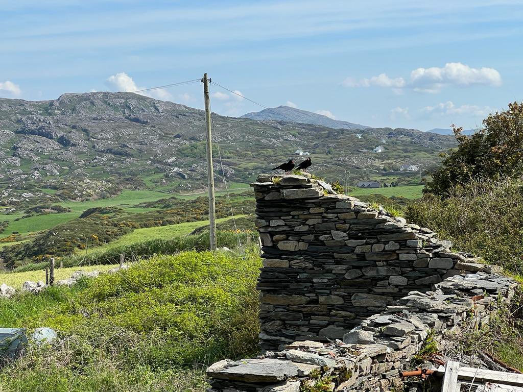 Sam Bayley (@sambayley2) on Twitter photo Day 3 of the Chough ringing season and 24 nest sites checked today on Mizen peninsular. 36 chicks <a href="/_BTO/">BTO</a> colour ringed but quite a few sites behind schedule and a few predated. Total so far now at 56 for the year <a href="/BirdWatchIE/">BirdWatch Ireland</a> @npwsBioData <a href="/_EURING/">EURING</a> <a href="/tulkkina/">PalomaB</a> <a href="/GlengarriffWood/">Glengarriff Woods NR</a> Day 3 of the Chough ringing season and 24 nest sites checked today on Mizen peninsular. 36 chicks <a href="/_BTO/">BTO</a> colour ringed but quite a few sites behind schedule and a few predated. Total so far now at 56 for the year <a href="/BirdWatchIE/">BirdWatch Ireland</a> @npwsBioData <a href="/_EURING/">EURING</a> <a href="/tulkkina/">PalomaB</a> <a href="/GlengarriffWood/">Glengarriff Woods NR</a>