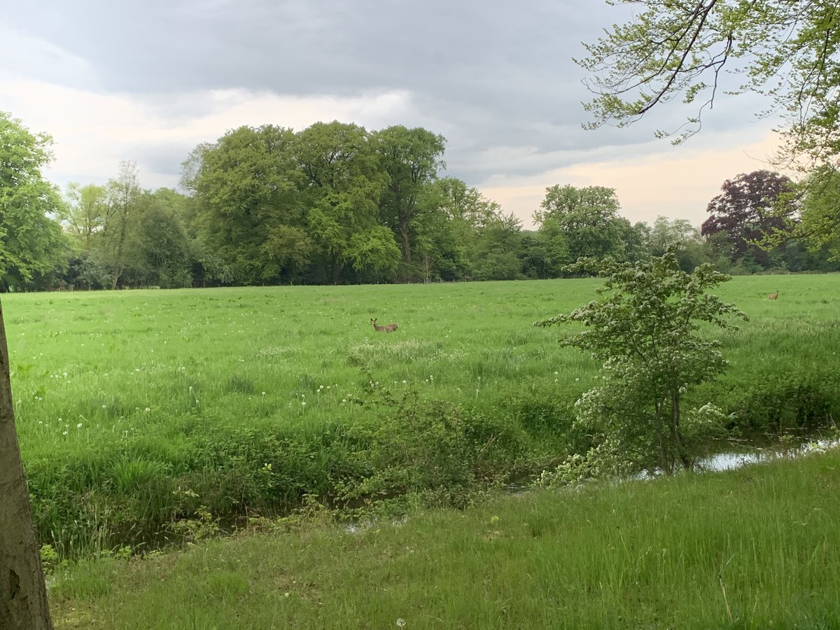 BoaEde_Victor's tweet photo. Afgelopen week op bezoek geweest bij de boswachter van @Natuurmonument in ‘s Graveland. Samen met 2 collega’s van hem en een collega van @PWNwaternatuur een mooie rondleiding door de landgoederen gehad. Veel #reewild gezien. #kennisdelen #glurenbijdeburen @GemeenteEde https://t.co/fgQOsdmHVa
