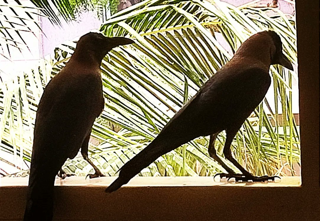 aadildesai's tweet photo. My #crow #couple at my #window in #Mumbai who come to give me #company every day. I share my #breakfast and #lunch with them everyday. They wait patiently till I feed them daily.
#corvidphotography #crowphotography #crowcouple #crowsoftwitter #crows #crowphotos #crowsatmywindow https://t.co/yjiDh8xY2k