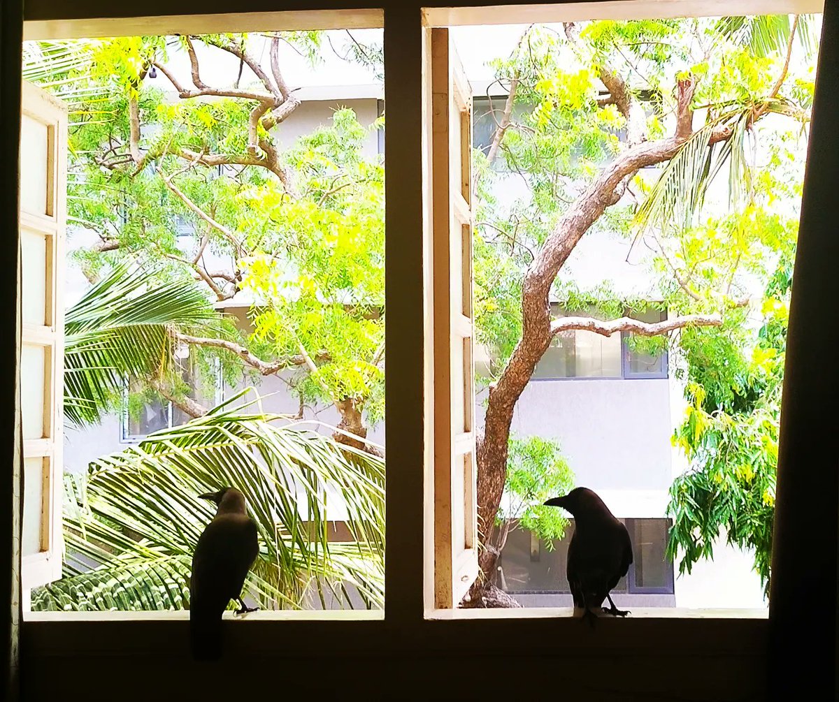 aadildesai's tweet photo. My #crow #couple at my #window in #Mumbai who come to give me #company every day. I share my #breakfast and #lunch with them everyday. They wait patiently till I feed them daily.
#corvidphotography #crowphotography #crowcouple #crowsoftwitter #crows #crowphotos #crowsatmywindow https://t.co/yjiDh8xY2k