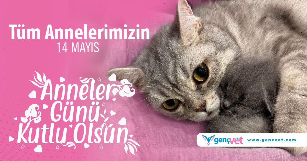 Tüm annelerimizin #AnnelerGünü kutlu olsun💕