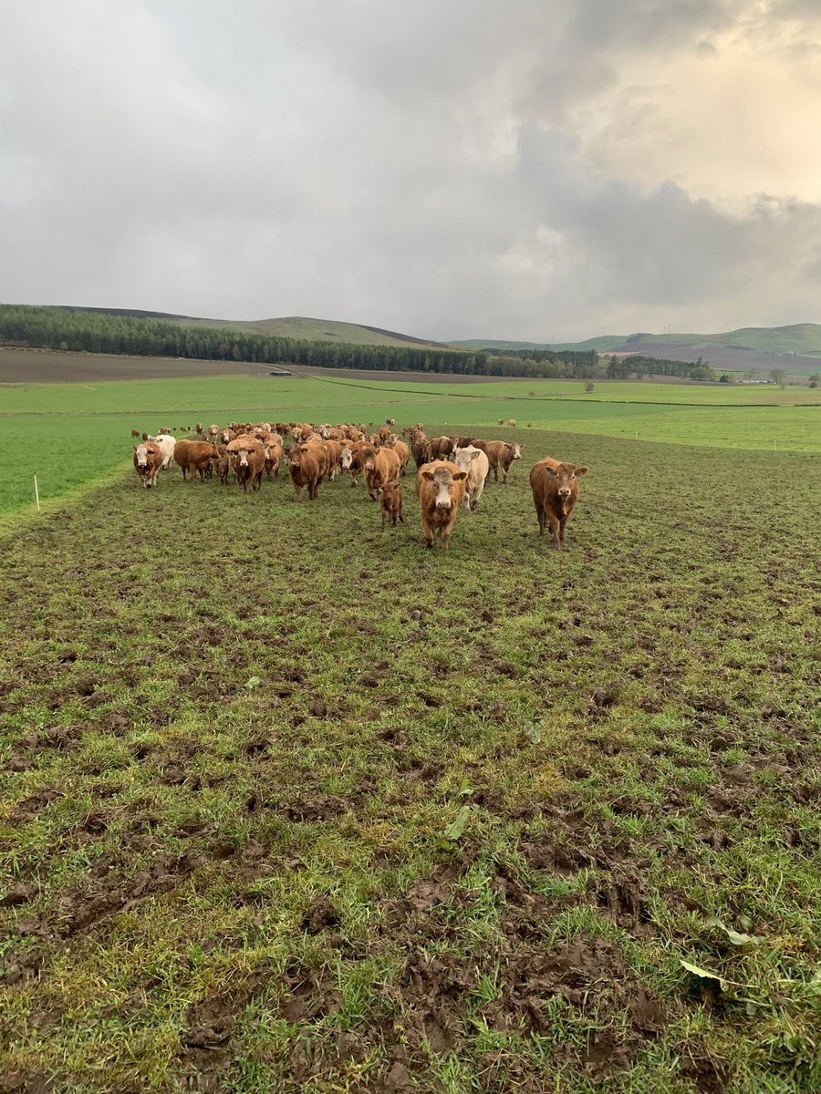 Calving ❤️ 177 3 weeks ago down to 28 now. It’s been wild just about had a few brake downs but made it out the other side and it’s nice to get the mobs moving again. Even got some moving twice a day this year. Definitely needing a good cull o bad bags