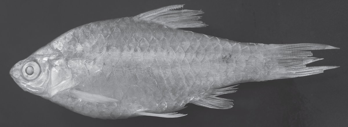 Varanussalvator's tweet photo. #FishEponym: Pethia chakpiensis, a species of barb described in 2023 from the Chakpi River, a tributary of the Manipur River in Manipur state, northeast India. The Manipur River is part of the Chindwin drainage.
https://t.co/RVxnpsImv7
π·: Shangningam & Kosygin (2023) https://t.co/WOE3cCkHsZ