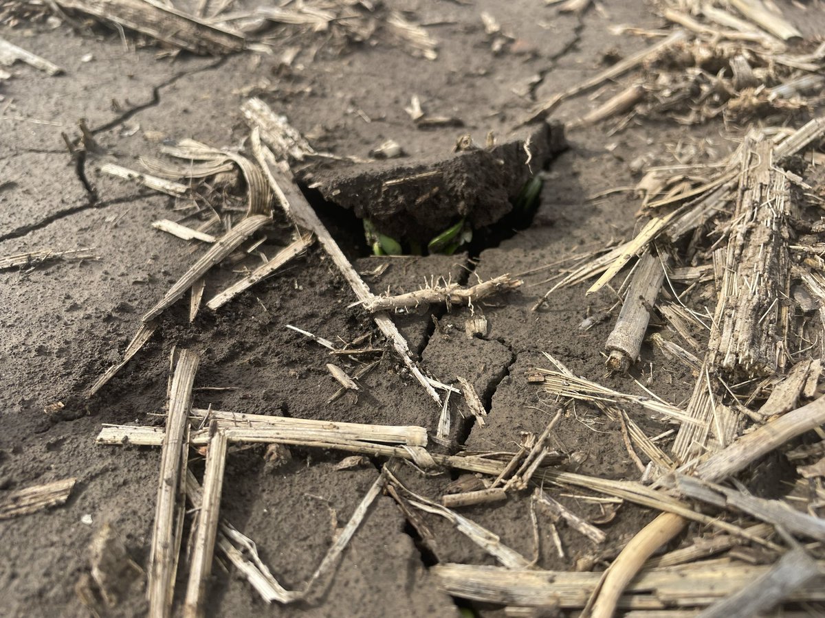 WinkelmannKyle's tweet photo. Soybeans are having to do some heavy lifting.  Rain in the forecast. https://t.co/4cTBeP6nXZ